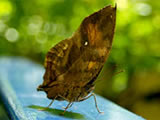 Indian Deadleaf Butterfly, Photo by Colin Purrington