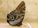 Owl Butterfly, Photo by Colin Purrington