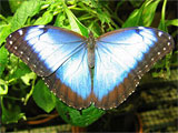 Blue Morpho Butterfly, photo by Natalie Coleman