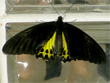 Common Birdwing Butterfly, Photo by Niki Taylor