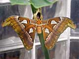 Atlas Moth, photo by Niki Taylor