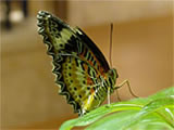 Malay Lacewing Butterfly, photo by Niki Taylor