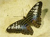 Clipper Butterfly, photo by Niki Taylor