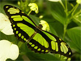 Scarce Bamboo Page Butterfly, Photo by Niki Taylor