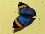 Indian Deadleaf butterfly, Photo by Niki Taylor