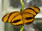 Banded Orange Butterfly, Photo by Niki Taylor