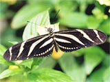 Zebra Longwing Butterfly, photo by Maggie Anton