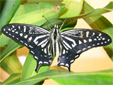 Chinese Yellow Swallowtail Butterfly, photo by Natalie Coleman