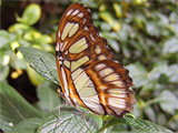 Green Malachite Butterfly, photo by Natalie Coleman