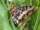 White-Barred Charaxes Butterfly, photo by Natalie Coleman