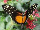 Tiger Longwing Butterfly, photo by Natalie Coleman