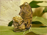 Tiger With Tails Butterfly, photo by Natalie Coleman