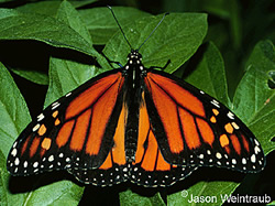 monarch butterfly adult