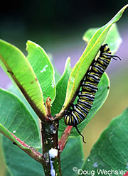 monarch butterfly caterpillar