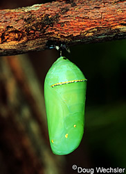 monarch butterfly chrysalis