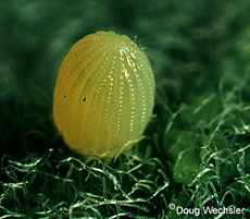 monarch butterfly egg