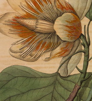 detail of a tulip poplar flower from Barton's Medicinal Plants