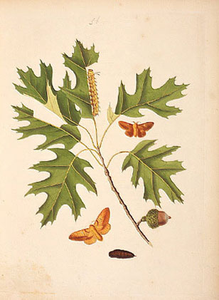 Illustration from Abbots Lepidoptera