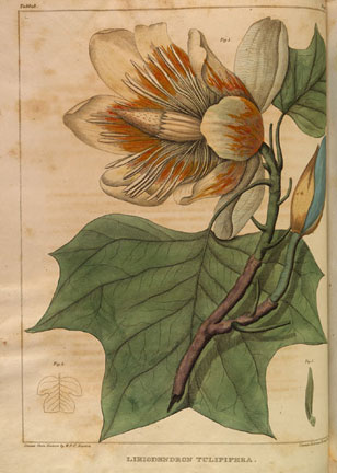 botanical illustration from Barton's Medicinal Plants