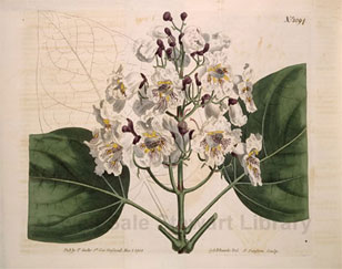 botanical illustration from Curtis' Botanical Magazine
