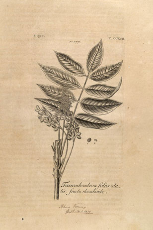 botanical illustration from Dillenius' Hortus Elthamensis