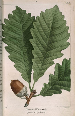 botanical illustration from François Michaux's North American Sylva