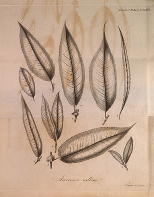 botanical illustration from Muhlenberg's Willows