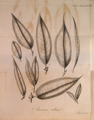botanical illustration from Muhlenberg's Willows