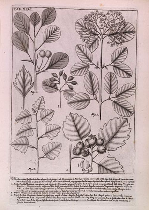 botanical illustration from Plukenet's Phytographia