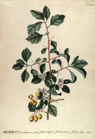 botanical illustration from Trew's Selected Plants