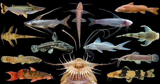 photo showing the diversity of catfish