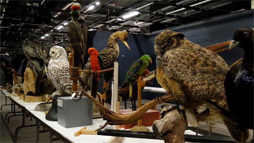 many mounted bird specimens along a long table