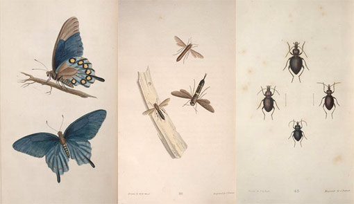 three plates of insect illustrations from American Entomology