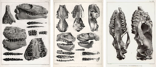 illustrations of fossil mammals