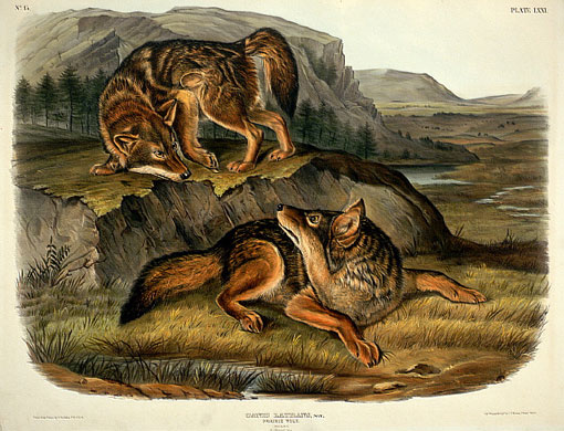 Coyote illustration by John James Audubon