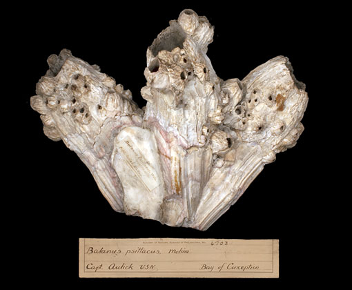 barnacle specimen donated by John Aulick