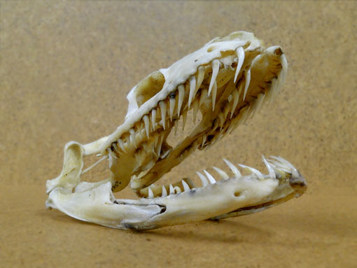 photo of a ball python skull