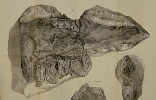 illustration of Basilosaurus fossil