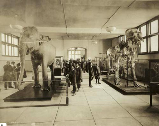 photo of elephant exhibit
