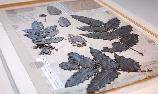 herbarium sheet from the Lewis and Clark expedition