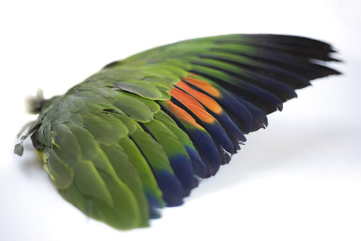 wing specimen of the orange-winged parrot