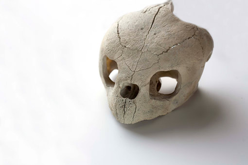 skull of a loggerhead turtle (Caretta caretta)