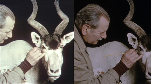before and after film stills of preparing an antelope for a diorama