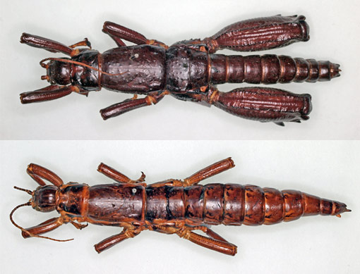 male and female specimens of the land lobster