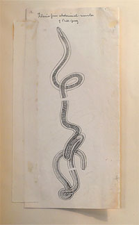 illustration of a nematode parasite