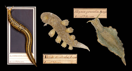 three glass slugs crafted by Leopold and Rudolf Blaschka