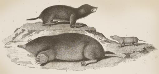 engraving of small mammals