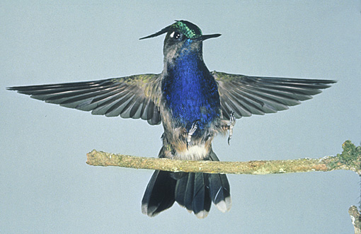 high speed photograph of a hummingbird