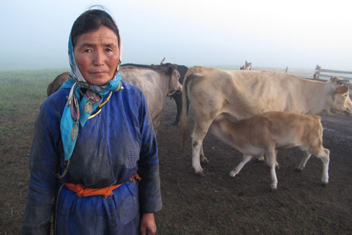 Mongolian herder with some of her cows