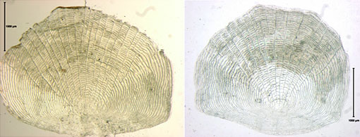 micrograph of fish scales from 1874 and 2010